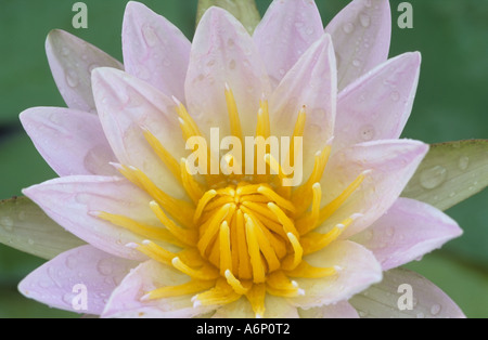 Wasser gesprenkelte Water-Lily (Nymphaea capensis) im Okavango Delta, Botswana, Afrika Stockfoto