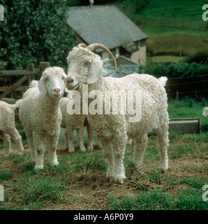 Angora wird einen Monat nach der Schur für mohair Stockfoto