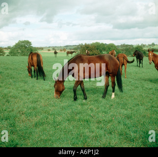 Eine Gruppe von Pferden, die auf gute Weide grasen Stockfoto