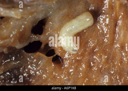 Mittelmeer-Fruchtfliege Ceratitis Capitata Larve in Pfirsich Prunus Persica Frucht Stockfoto