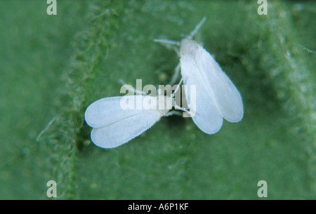 Glasshouse Mottenschildläuse Trialeurodes Vaporariorum auf Tomate Blatt Lycopersicon esculentum Stockfoto