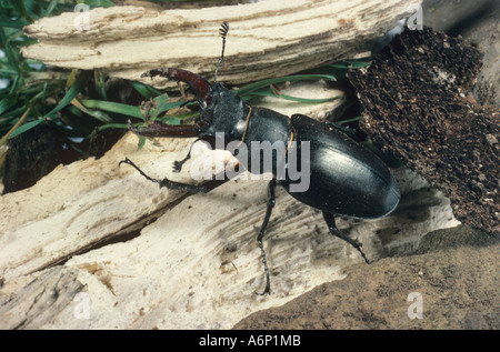 Männliche Hirschkäfer Lucanus cervus Stockfoto