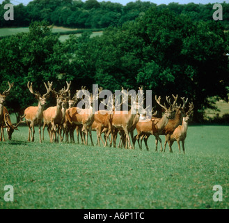 Rote Hirsche Mast für Fleisch kurze Gras Weiden Stockfoto