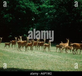 Bewirtschafteten Rotwild Hinds und 2 Monat Kälber auf der Weide im Sommer Stockfoto