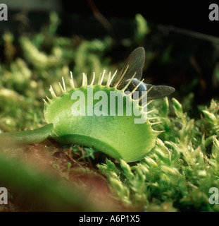 Venus Fliegenfalle Dioinaea Muscipula mit Fliege gefangen zwischen den Blättern Stockfoto