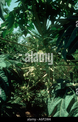 Blumen auf einem Papaye oder Papaya-Baum auf den Philippinen Stockfoto
