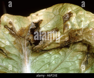 Falscher Mehltau Bremia Lactucae Myzel Entwicklung Nekrose auf einem Salatblatt Stockfoto