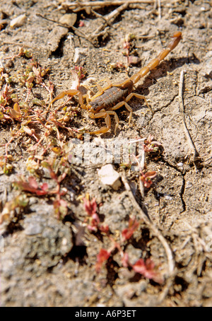 Gestreifte Rinde Skorpion Centruoides Vittatus in Texas Stockfoto