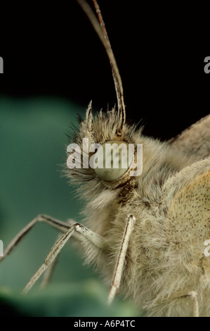 Großer weißer Schmetterling Pieris Brassicae Kopf und Augen Stockfoto