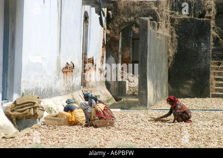 Ingwer Gewürz wird sortiert nach Tamil Frauen in einem Gewürz-Fabrik in Jew Town, Cochin, Südindien. Stockfoto