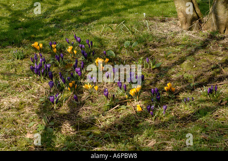 Garten Krokus lila und gelb-Sorten in Blüte unter einem Baum Stockfoto