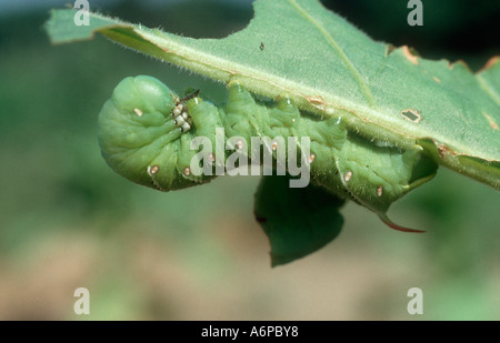 Tabak Hornworm Manduca Sexta Raupe auf einer Tabakpflanze USA Stockfoto