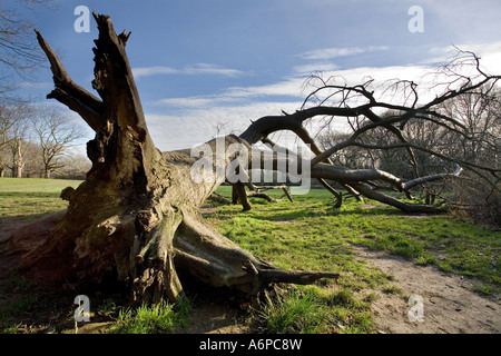 Baum auf Hampstead Heath in London UK umgeweht Stockfoto