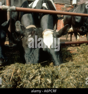 Holstein-Friesian Kühe ernähren sich von Grassilage Stockfoto