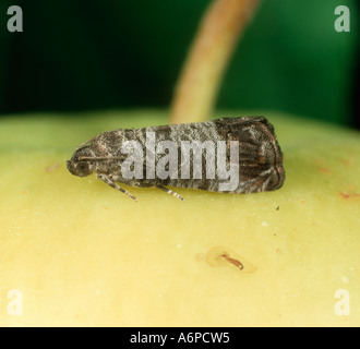 Apfelwickler Cydia Pomonella Erwachsene Motte auf einen Apfel Stockfoto