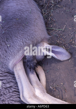 Baby Känguru Joey in Mütter Beutel eingeschlafen Stockfoto