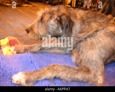 CRUFTS DOG SHOW BIRMINGHAM UK 10. März 2005 Hunde und Besitzer Stockfoto