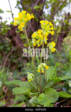 Schlüsselblume Primula Eliator Blüte in Hecke Clydach Schlucht South Wales UK Stockfoto