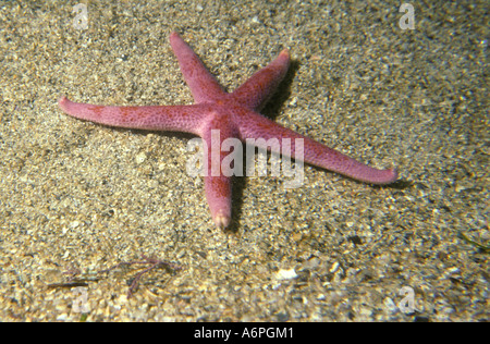 Blutige Henry Starfish auf sandigen Meeresboden vor der Südküste von Devon England Stockfoto