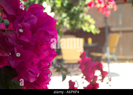 rosa Blüten mit Tischdekoration Orangensaft im Hintergrund sonniger Lage in Zypern Stockfoto