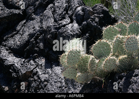 Chenille Prickley Pear, El Malpais Lavastrom. zentrale New Mexico, USA Stockfoto
