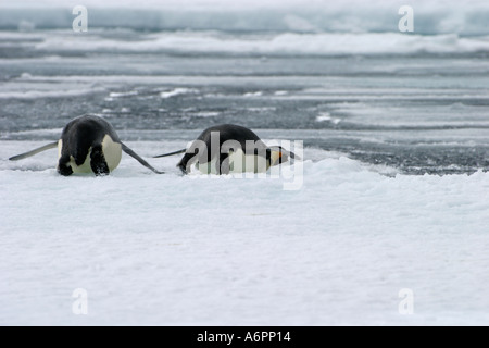 Kaiserpinguine Skate auf ihren Bäuchen in Richtung Rand des Schelfeises Atka Bay, Weddellmeer, Antarktis Stockfoto