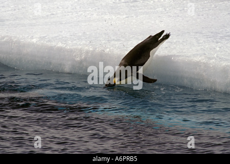 Kaiser-Pinguin, Tauchen, Schelf-Larsen-Schelfeis, Antarktis Stockfoto