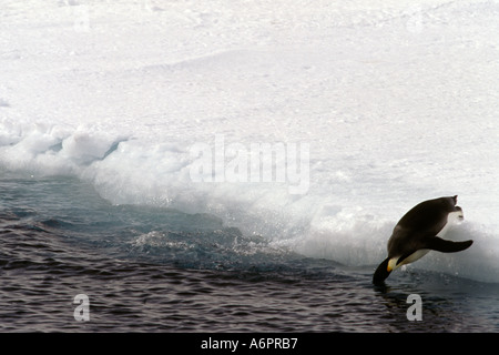 Kaiser-Pinguin, Tauchen, Schelf-Larsen-Schelfeis, Antarktis Stockfoto