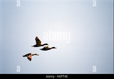 Drei Stockente Enten fliegen in Formation; Anas platyrhynchos Stockfoto