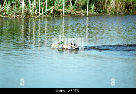 Paarung Stockente Enten Stockfoto