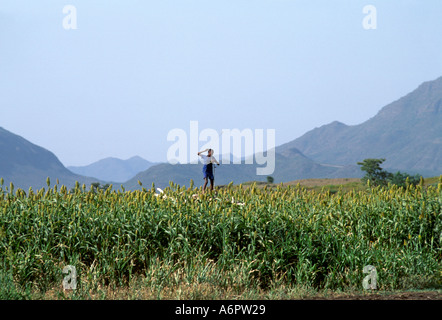 Farmboy mit einer Schleuder in einem Sorghum Feld zu verhindern, dass Vögel das Getreide stehlen. Tigray, Äthiopien Stockfoto
