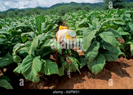 Farmarbeiter, der Tabak auf einem Anwesen in Simbabwe erntet Stockfoto