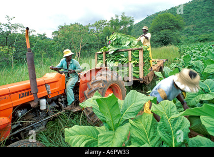 Landarbeiter, die Tabak auf einem Anwesen in Simbabwe ernten Stockfoto