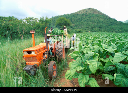 Landarbeiter, die Tabak auf einem Anwesen in Simbabwe ernten Stockfoto