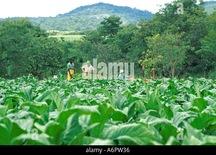 Farmlandourer, die Tabak auf einem Anwesen in Simbabwe ernten Stockfoto