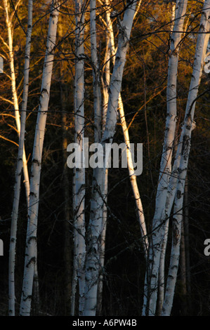 Pappel und Birke Baum-Stämme stehen in einer Reihe bei Sonnenuntergang mit dunklem Hintergrund in New Brunswick, Kanada Stockfoto