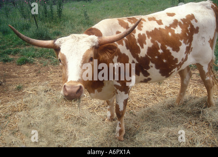 Texas Longhorn Steer Stockfoto