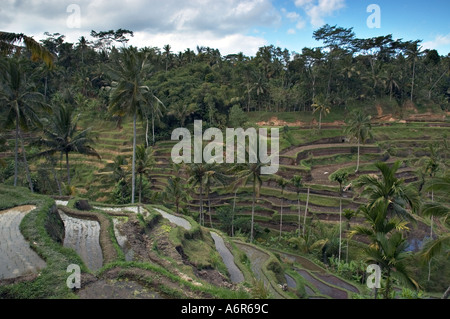 Reis-Terrassen in Tegalalang nahe Ubud in Zentral-Bali Stockfoto