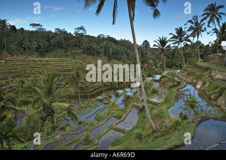 Reis-Terrassen in Tegalalang nahe Ubud in Zentral-Bali Stockfoto