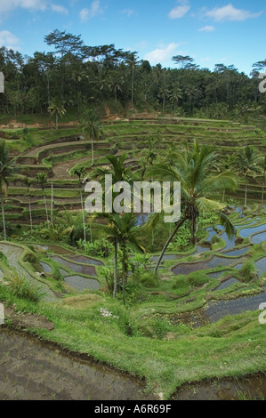 Reis-Terrassen in Tegalalang nahe Ubud in Zentral-Bali Stockfoto