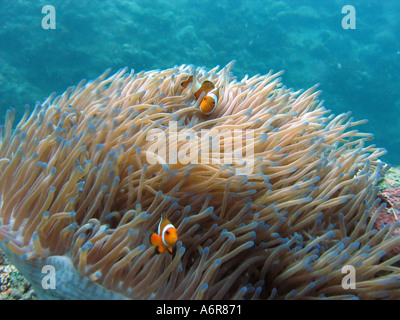 Clownfische in Anemone im kristallklaren Wasser der Perhentian Insel Malaysia Stockfoto