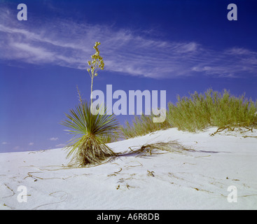 White Sands National Monument in New Mexico USA Stockfoto