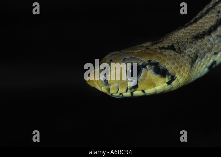 Leiter Schlange bieten scalaris Stockfoto