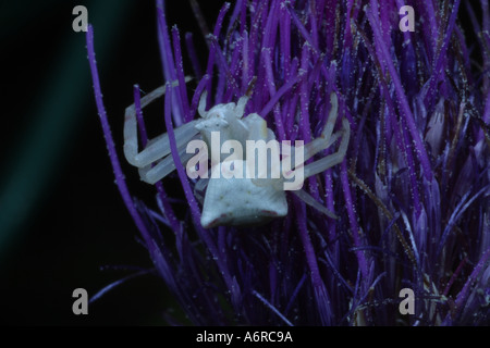 Eine weiße Krabbenspinne wartet im Hinterhalt auf eine Distelblume. Frankreich Stockfoto