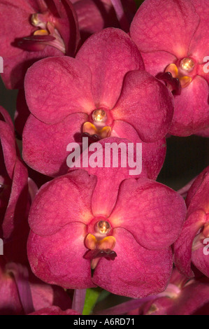 Orchideen Orchideen Vanda Hybriden lila violett gesprenkelt April