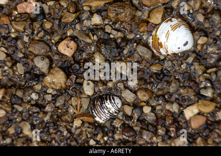 Textur und Muster in nassen Creek Steinen und Muscheln Stockfoto