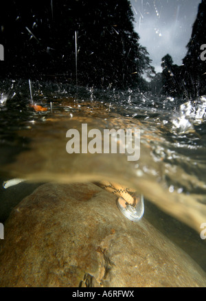 Der Melinau Fluss im Regen. Stockfoto