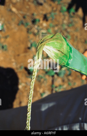 Nahaufnahme vom Ende eines Blattes aus Sisal, die zeigen, wie die Fasern in String Kenia in Ostafrika gewebt werden können Stockfoto