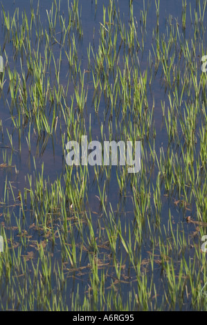 Muster von Schilf und Wasserpflanzen in Teichen bei Rauchverbot Hirschfarm Besucherattraktion mit Wildtieren Spaziergänge im schottischen Grenzen UK Stockfoto