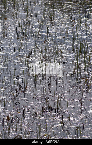 Muster von Schilf und Wasserpflanzen in Teichen bei Rauchverbot Hirschfarm Besucherattraktion mit Wildtieren Spaziergänge im schottischen Grenzen UK Stockfoto